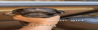 Cockapoo 1
