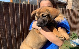 Mixed Breed dogs for sale: Cane corso X Alaskan malamute surprise litter  - Image 10