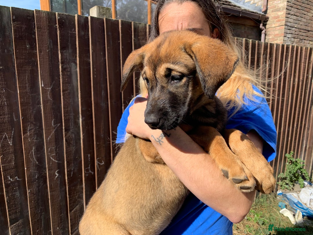 Mixed Breed dogs for sale: Cane corso X Alaskan malamute surprise litter  - Image 10