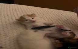 Mixed Breed cats for sale: long haired calico kittens  - Image 7