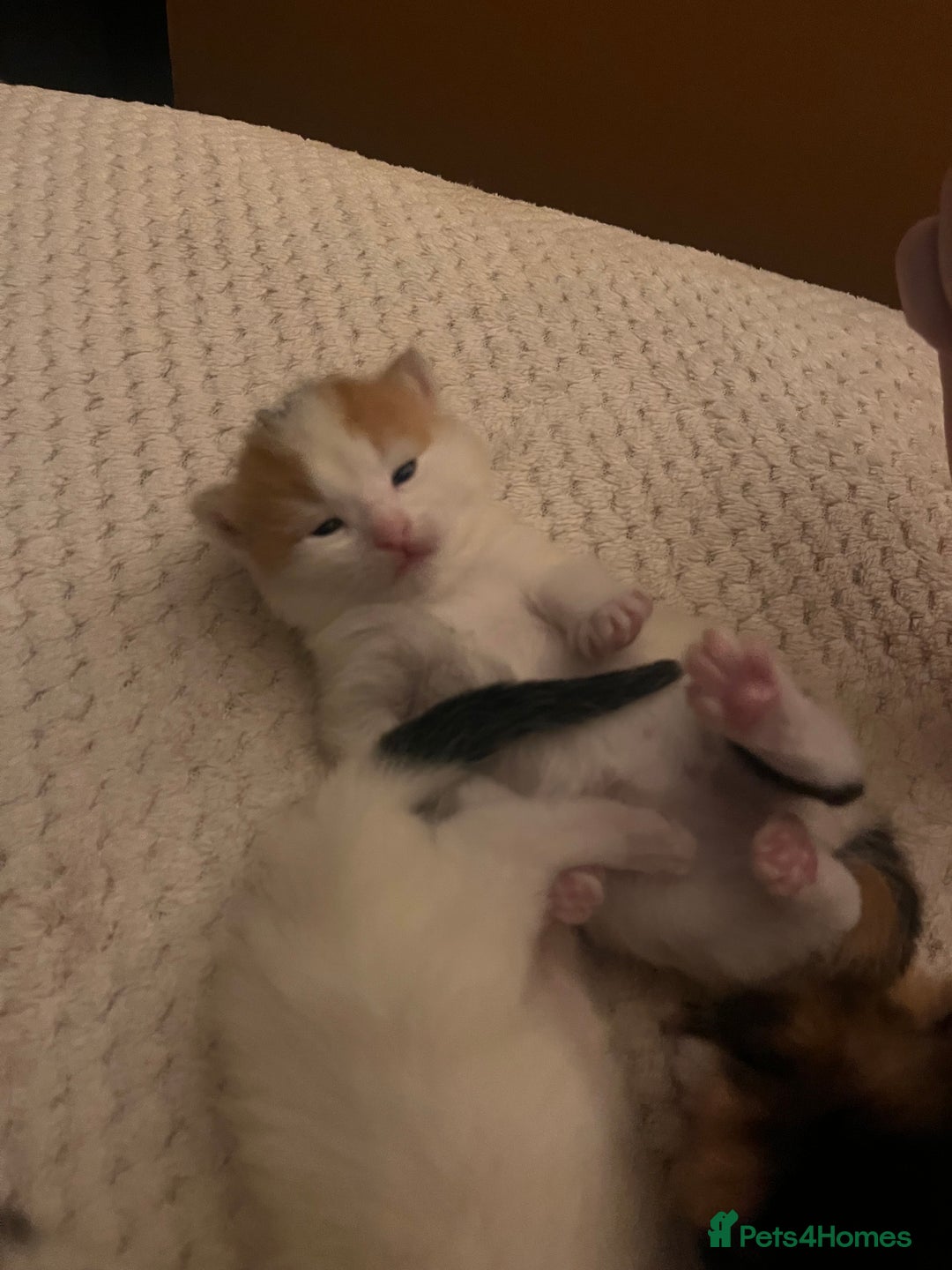 Mixed Breed cats for sale: long haired calico kittens  - Image 7