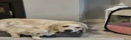Golden Retriever dogs for sale: GOLDEN RETRIEVER PUPPIES - Advert 2