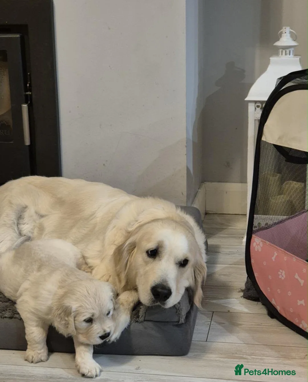 Golden Retriever dogs for sale: GOLDEN RETRIEVER PUPPIES - Advert 2