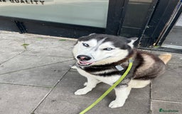 Mixed Breed dogs for sale: Blue nose staffy x Siberian husky pups - Image 7