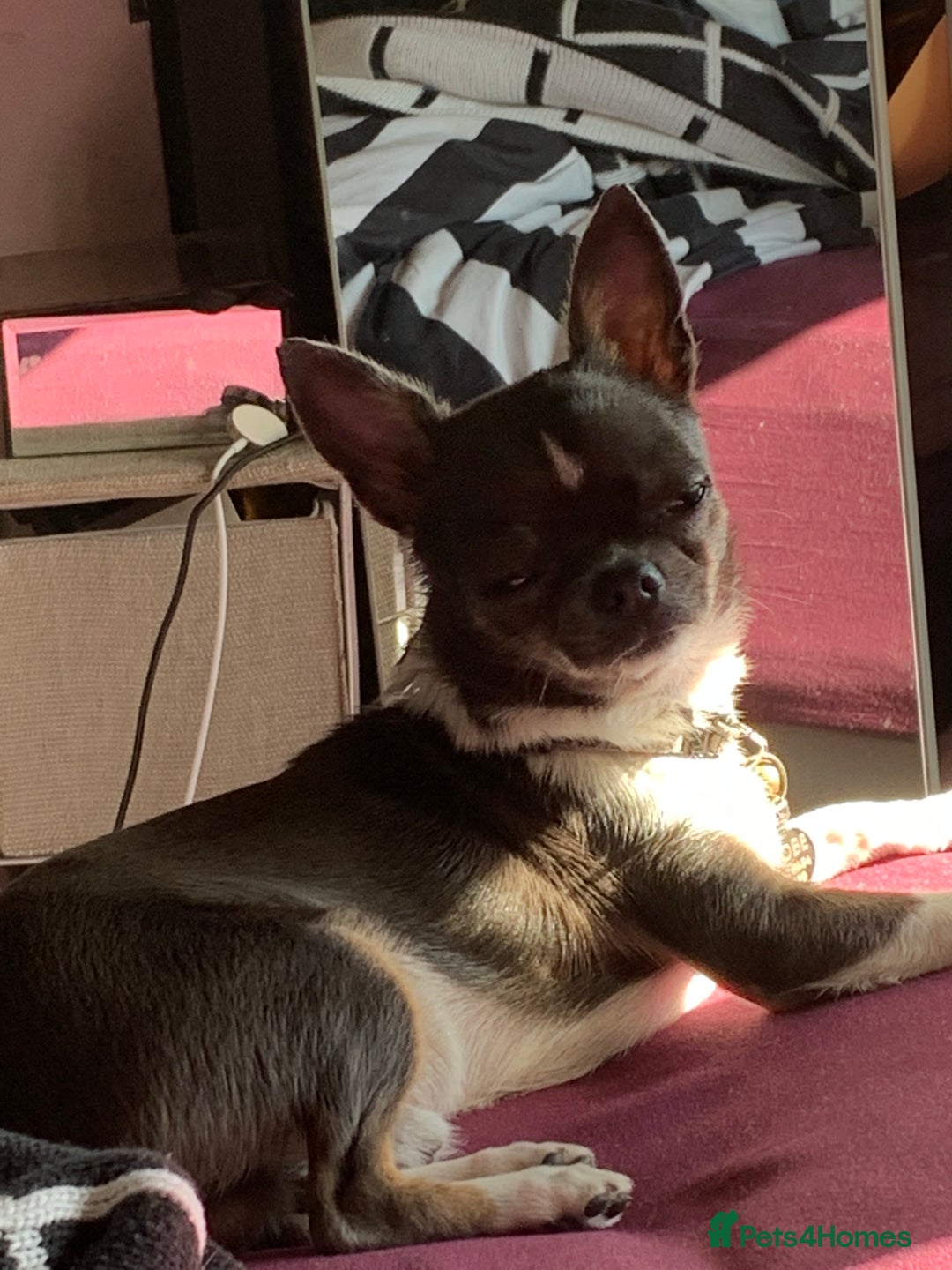 Chihuahua dogs for sale: Blue and white ** chihuahua  - Image 3