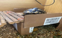 Hermann Tortoise reptiles for sale: Female Hermanns Tortoise - Image 3