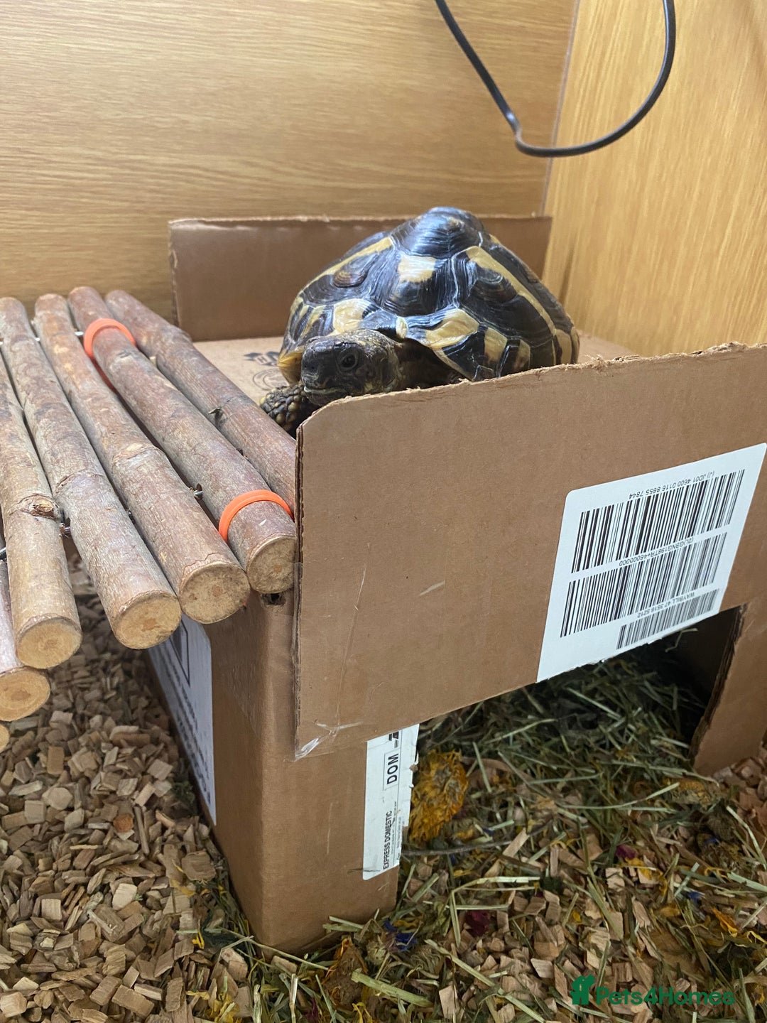 Hermann Tortoise reptiles for sale: Female Hermanns Tortoise - Image 3