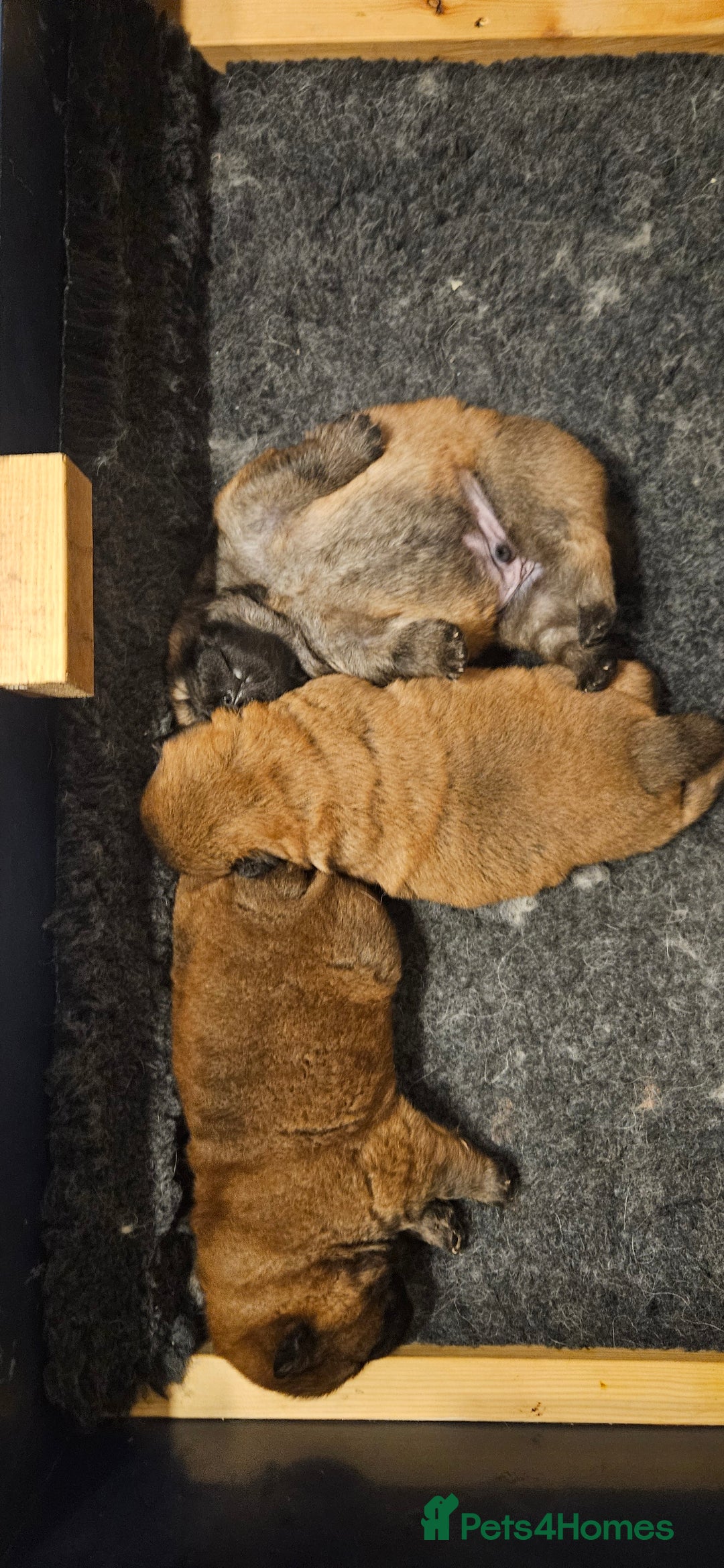 Chow Chow dogs for sale: Kc registered Chow chow puppies  - Advert 3