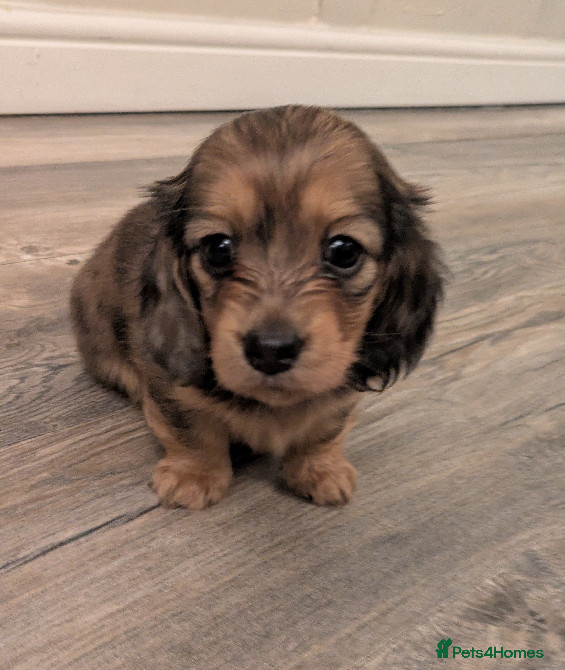 Miniature Dachshund dogs Long haired miniature dachshund - Advert 17