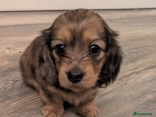 Miniature Dachshund dogs Long haired miniature dachshund - Advert 2