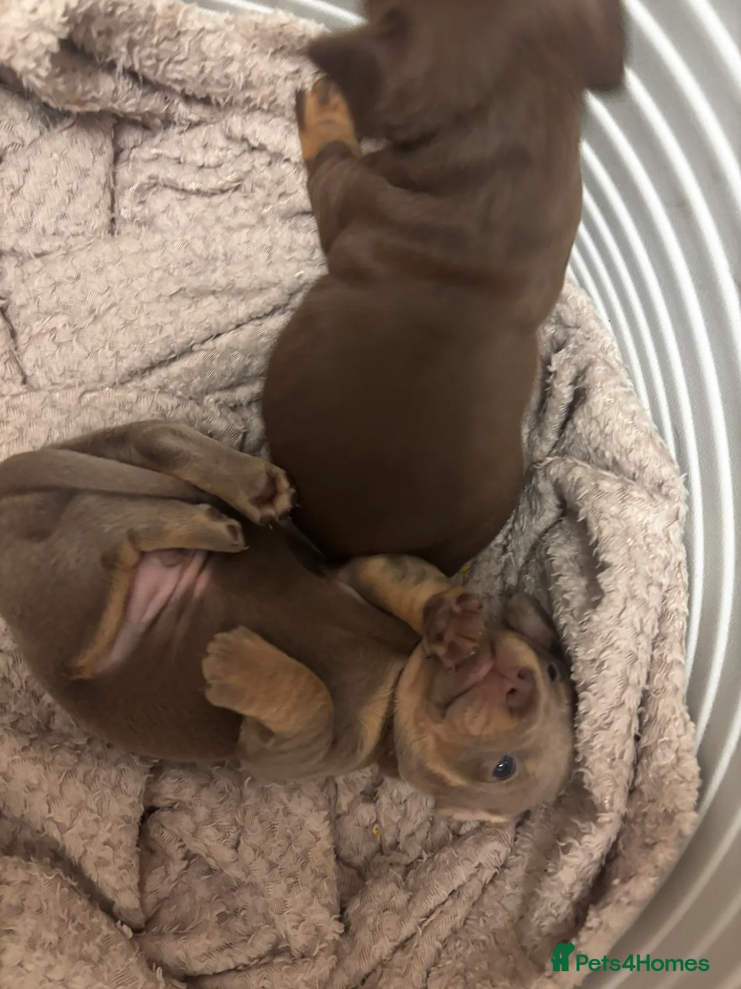 Chiweenie dogs for sale: REDUCED READY TO GO Gorgeous chiweenie puppies - Advert 1