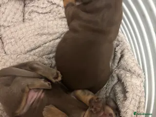 Chiweenie dogs REDUCED READY TO GO Gorgeous chiweenie puppies - Advert 5