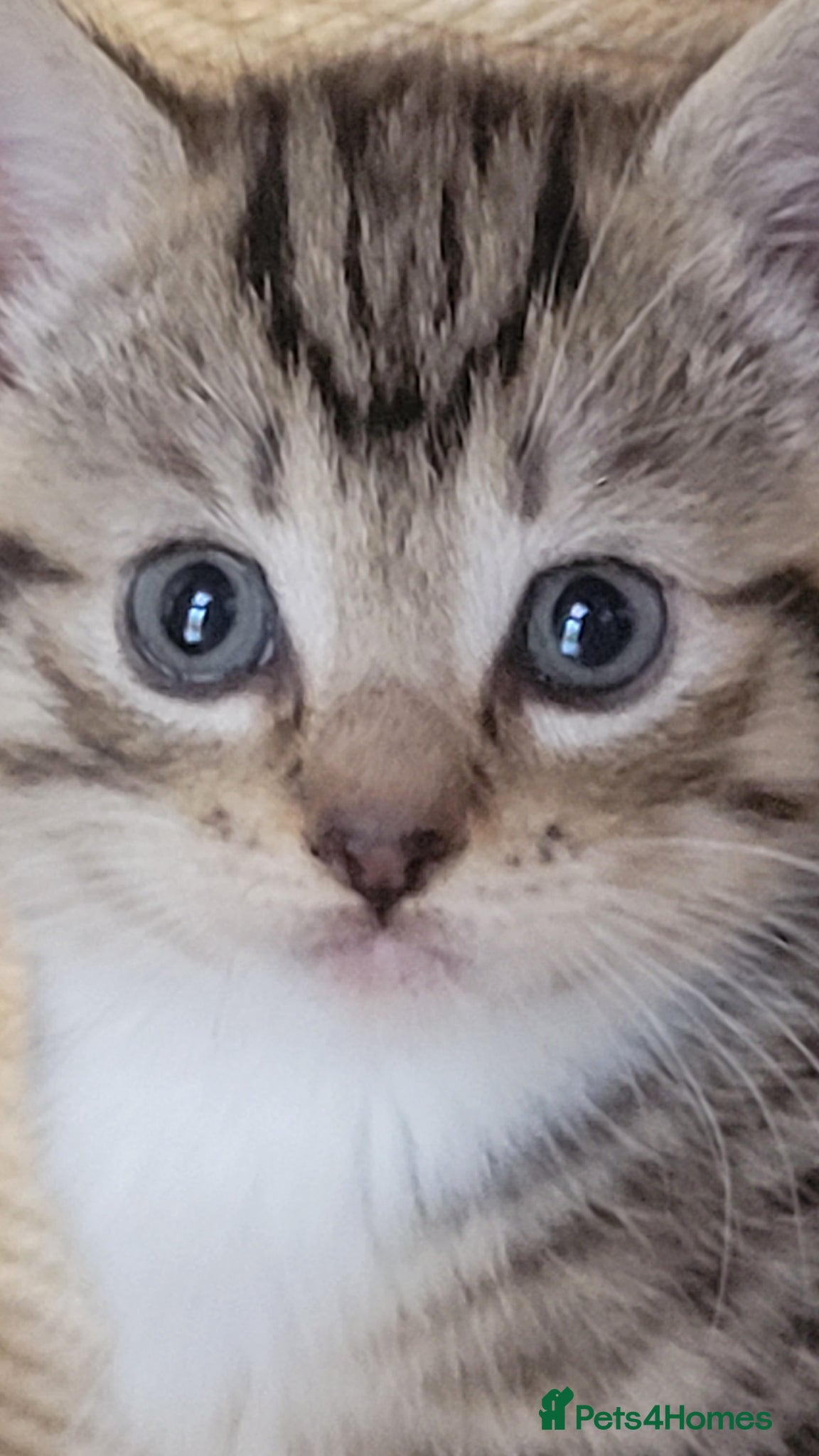 Mixed Breed cats 2 adorable female tabby kittens for sale  - Advert 7