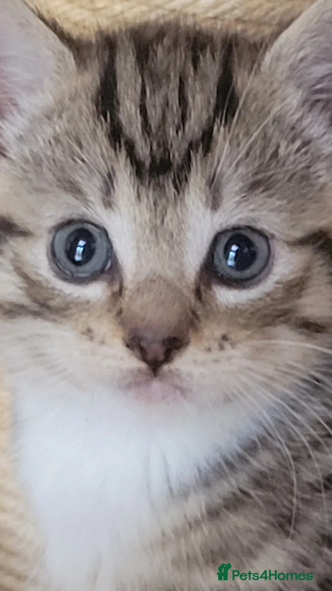 Mixed Breed cats for sale: 2 adorable female tabby kittens for sale  - Advert 1