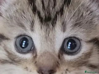 Mixed Breed cats 2 adorable female tabby kittens for sale - Advert 2