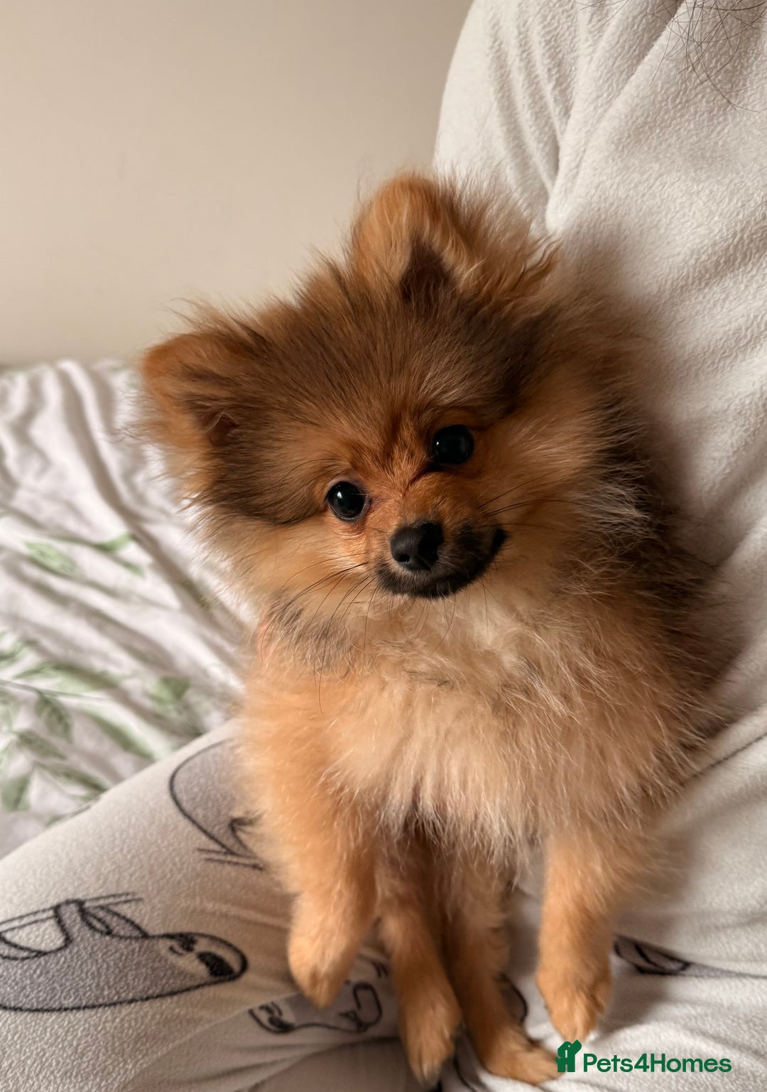 Pomeranian dogs for sale: Pomeranian male - Advert 2