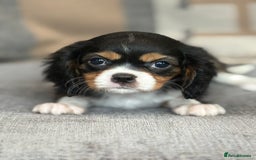 King Charles Spaniel dogs for sale: Beautiful cavalier puppies  - Image 24