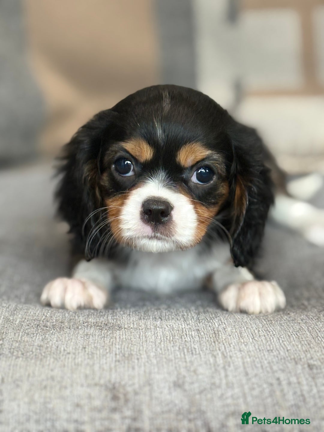 King Charles Spaniel dogs for sale: Beautiful cavalier puppies  - Image 24
