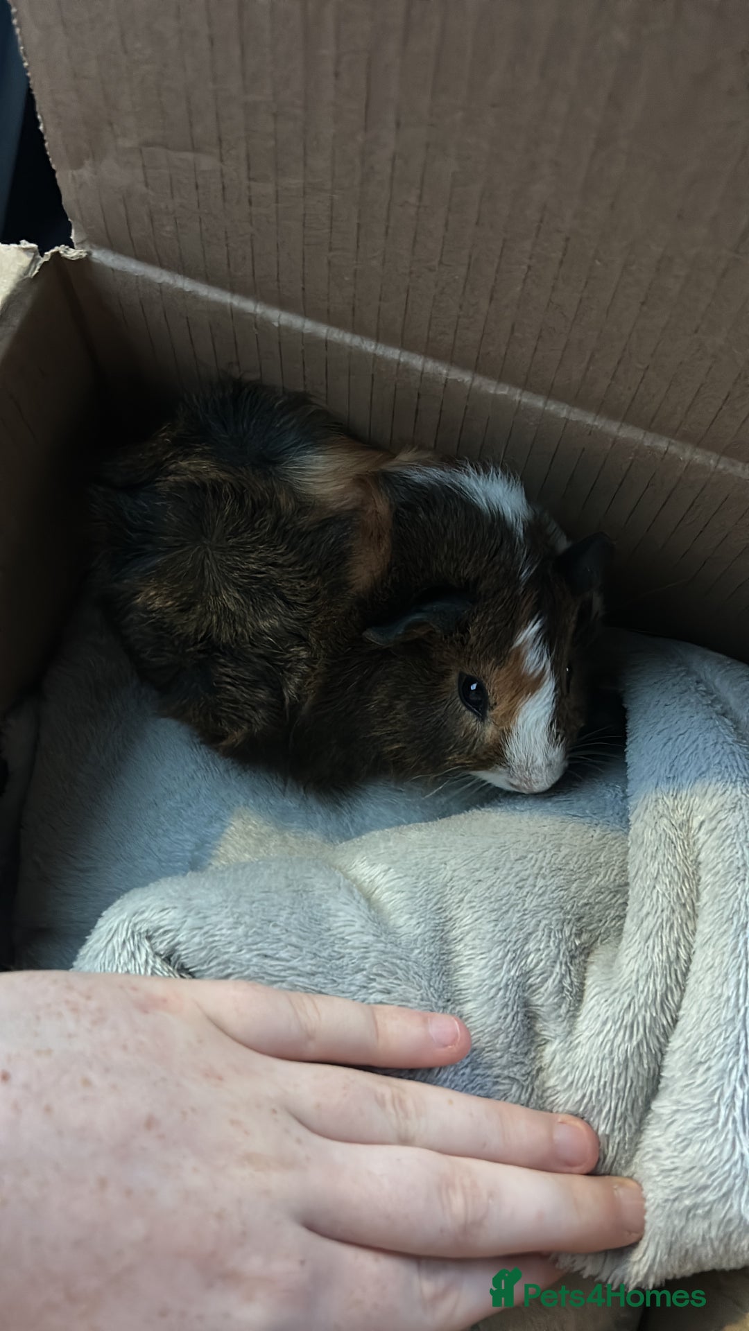 Guinea Pig rodents for sale: guinea pig  - Advert 10