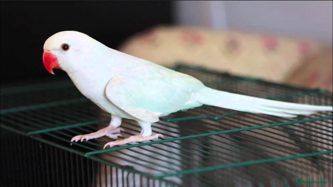 Ringnecks birds for sale: WANTED HANDREARED BLUE BABY MALE RINGNECK - Advert 4