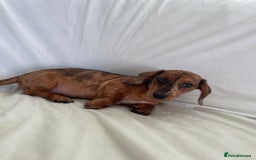 Miniature Dachshund dogs for sale: 🌈😍1 outstanding boy Dachund ready now 😍🌈 - Image 4