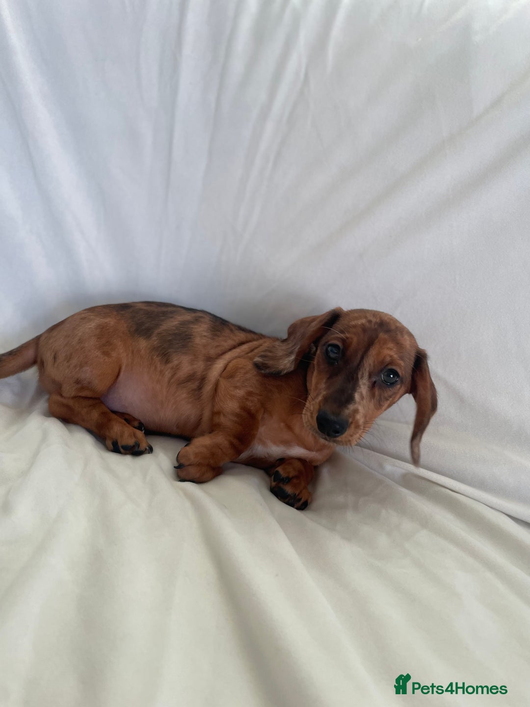 Miniature Dachshund dogs for sale: 🌈😍1 outstanding boy Dachund ready now 😍🌈 - Image 4