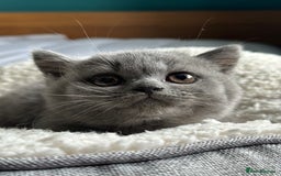 British Shorthair cats for sale: Pedigree British Shorthair Kittens - Image 24