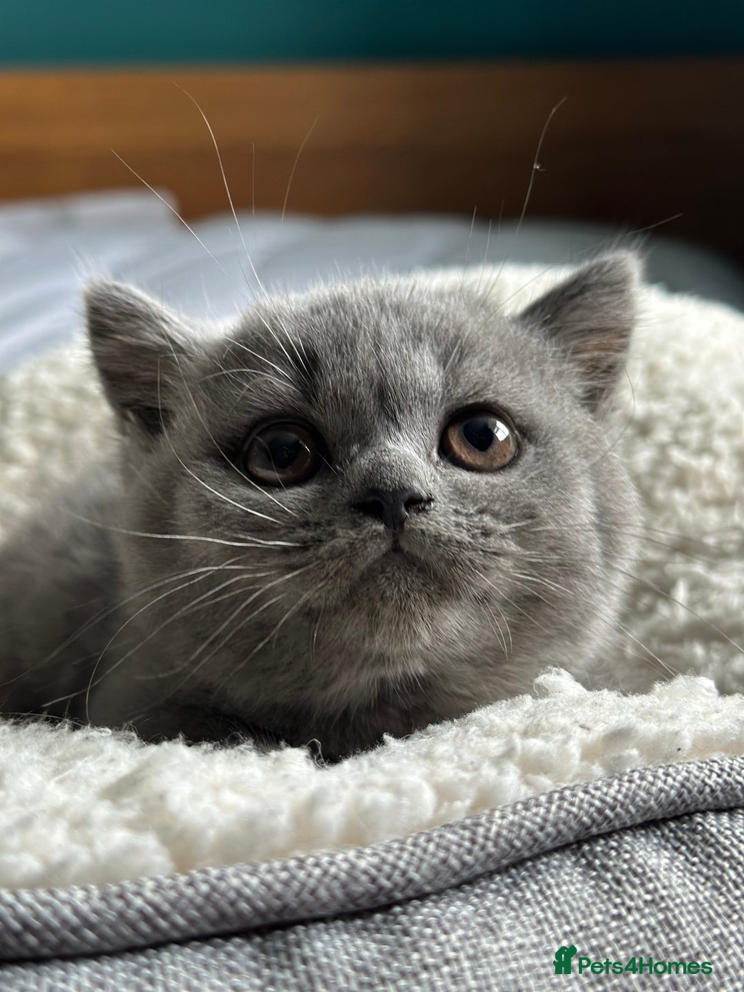 British Shorthair cats for sale: Pedigree British Shorthair Kittens - Image 24