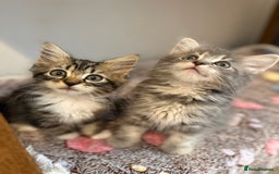 Siberian cats for sale: Full stunning siberian kittens for sale - Image 2