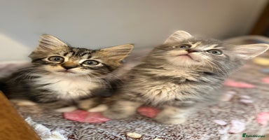 Siberian cats - Advert 2