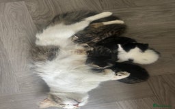 Mixed Breed cats for sale: 5 half Norwegian Forrest cats  - Image 8