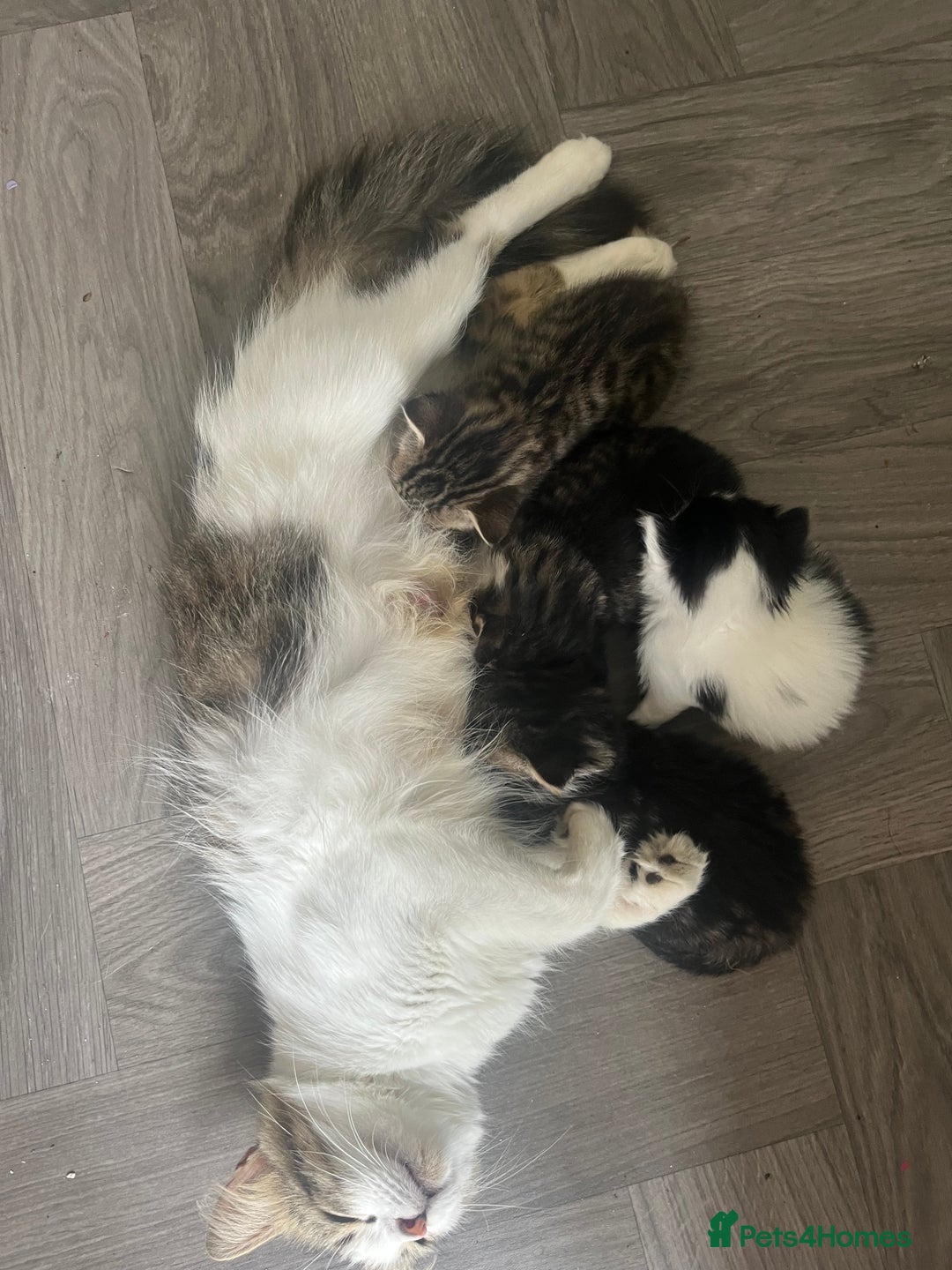 Mixed Breed cats for sale: 5 half Norwegian Forrest cats  - Image 8