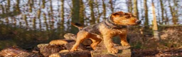 Lakeland Terrier dogs for stud: Lakeland terrier stud in Newark - Advert 5