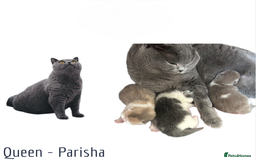 British Shorthair cats for sale: 🐾GCCF Registered British Shorthair Kittens🐾 - Image 3