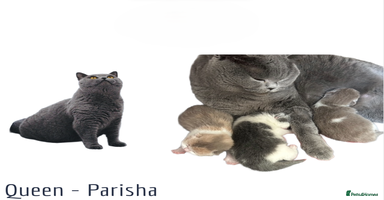 British Shorthair cats - Advert 5