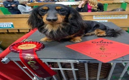 Miniature Dachshund dogs for sale: Handsome quality long haired male available  - Image 20