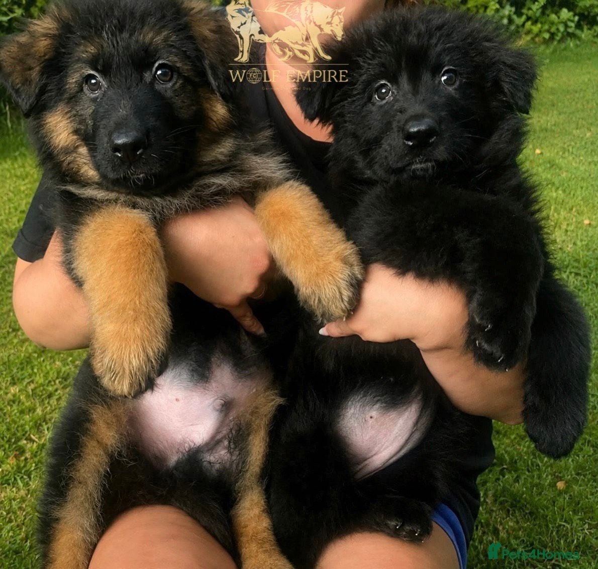 German Shepherd dogs  beautiful longcoat  gsd puppies - Advert 1