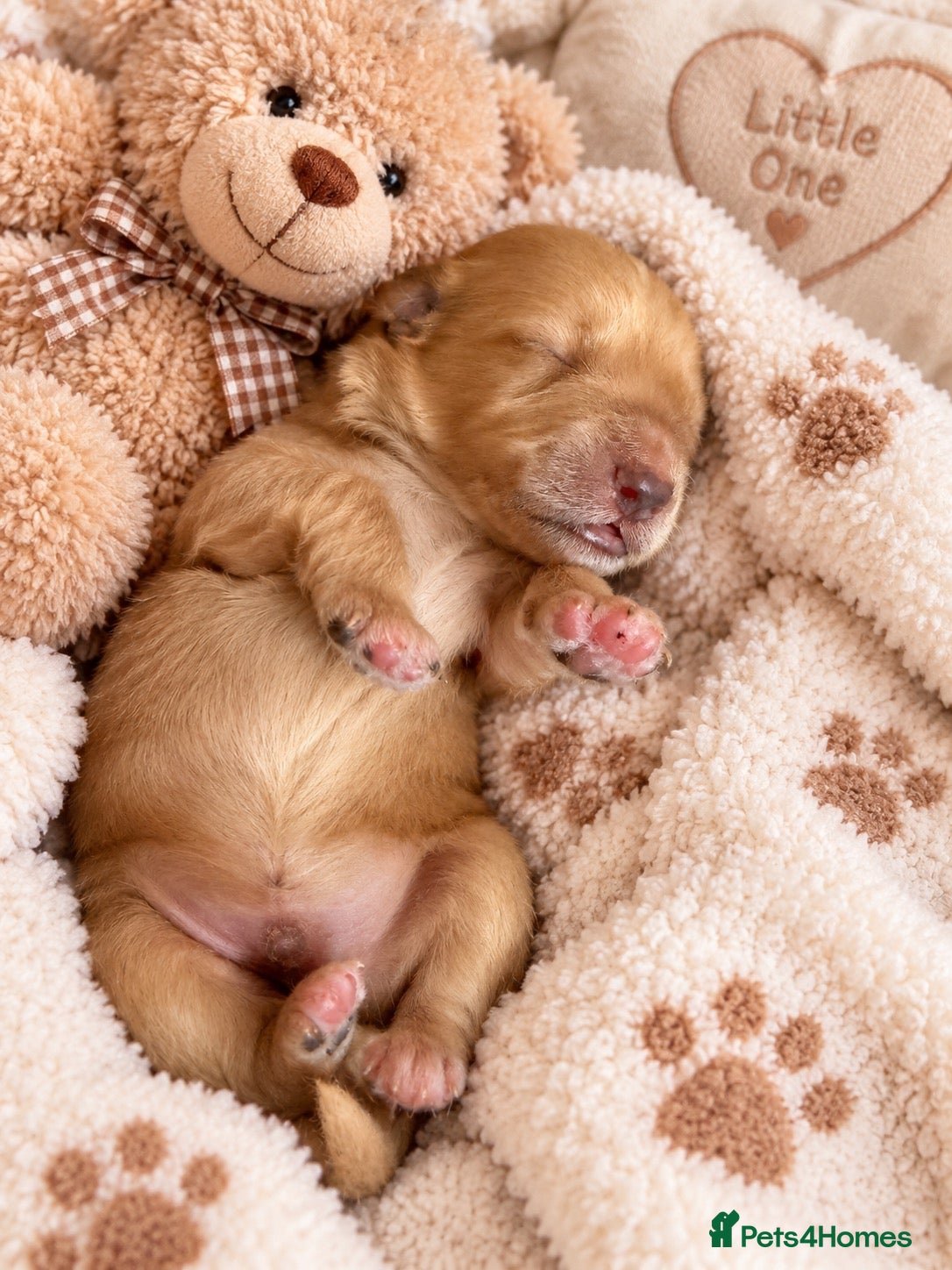 Mixed Breed dogs for sale: Labradoodle Puppies BORN 19th Oct 2026 - Advert 1