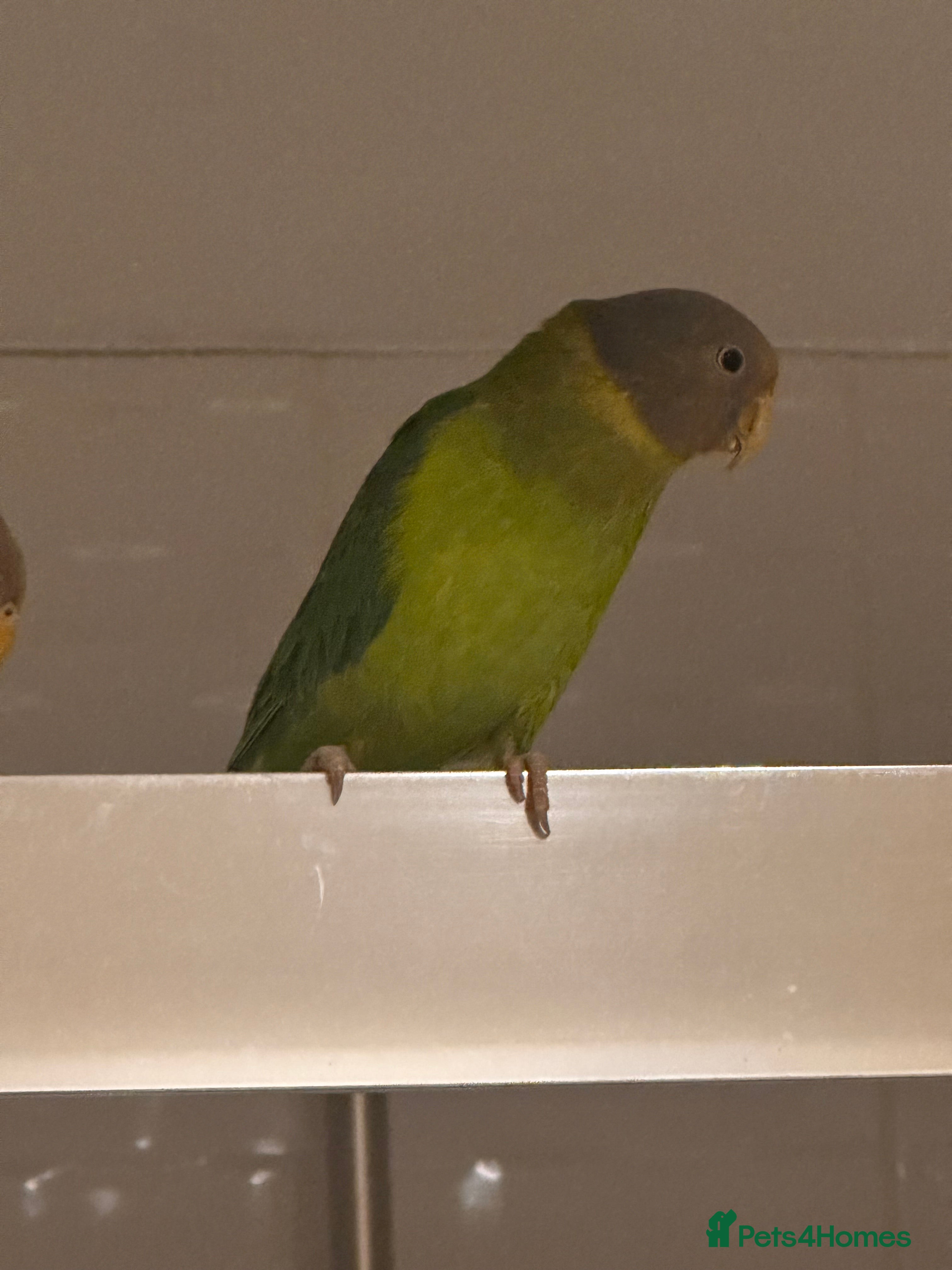 Parakeets birds Plum Head Parakeets for FREE - Advert 1