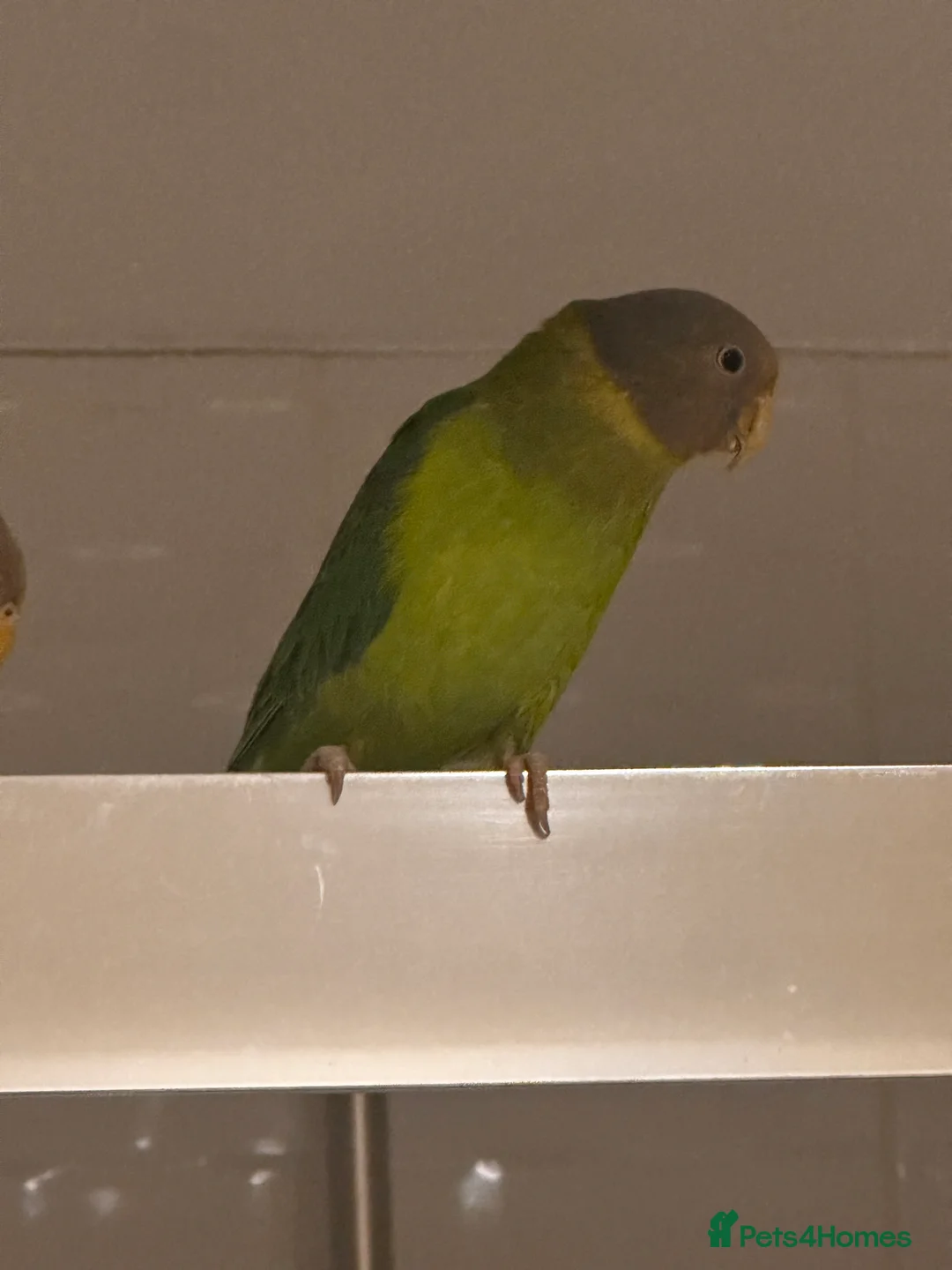 Parakeets birds for sale: Plum Head Parakeets for FREE - Advert 1