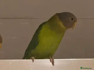 Parakeets birds Plum Head Parakeets for FREE - Advert 1