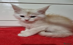 Maine Coon cats for sale: Beautiful Maine Coon Kittens - Advert 10