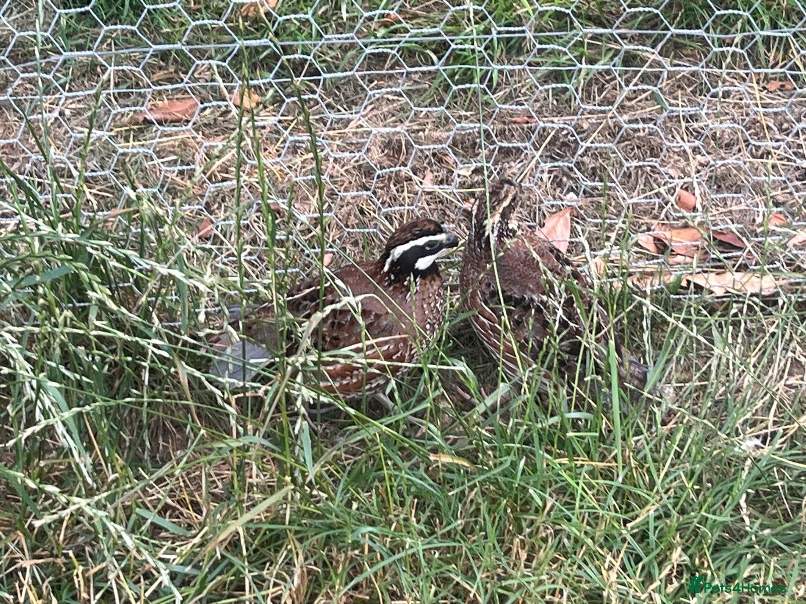 Quail poultry Bobwhite Quail - Advert 12