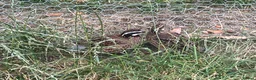 Quail poultry for sale: Bobwhite Quail - Advert 1