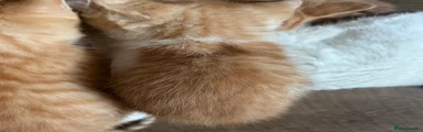 Mixed Breed 4