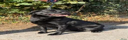 Labrador Retriever dogs for sale: Black Labrador  - Advert 2