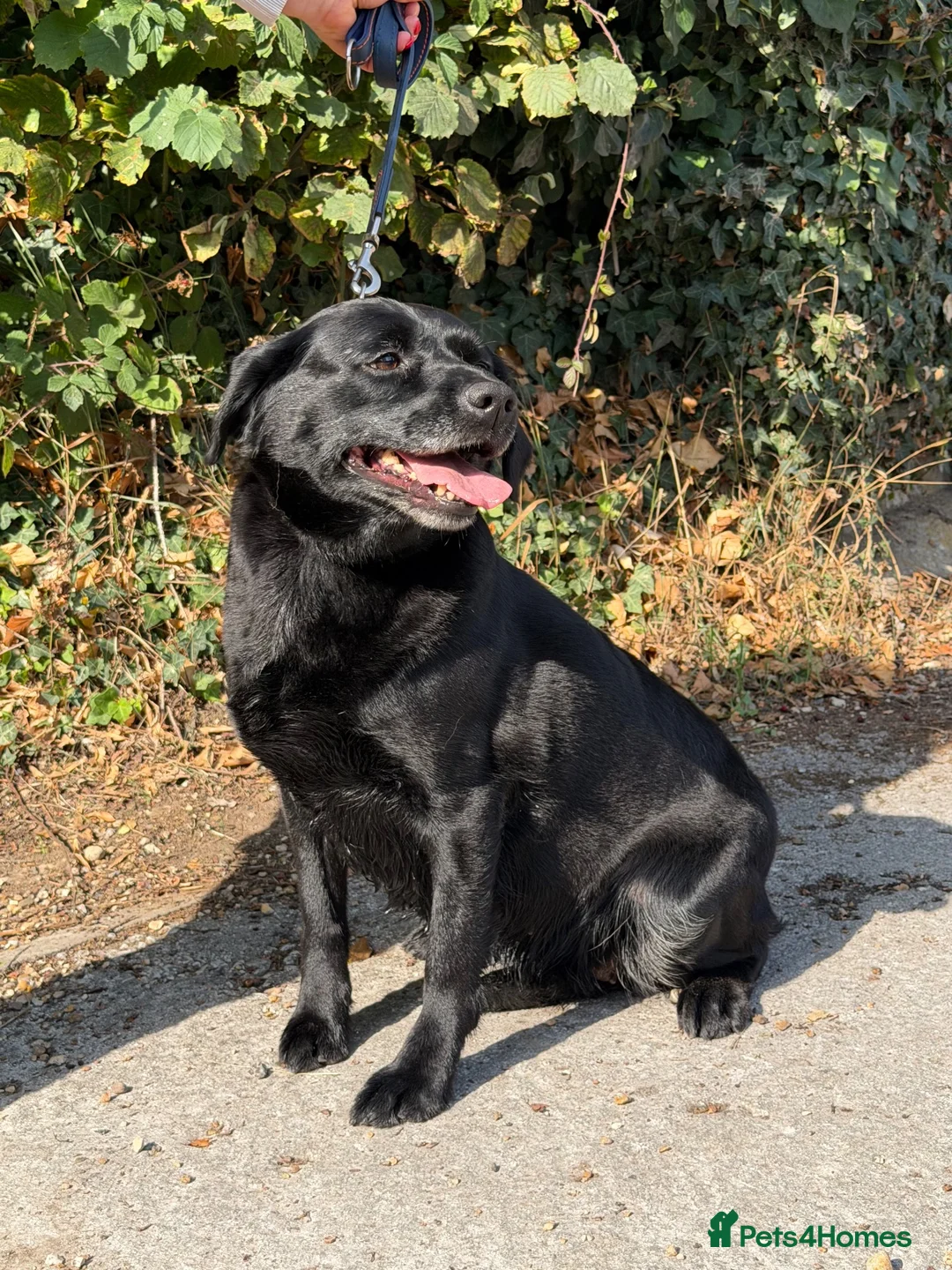 Labrador Retriever dogs for sale: Black Labrador  - Advert 2
