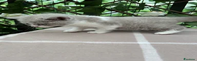 British Shorthair 3