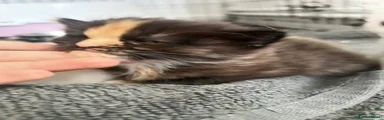 Mixed Breed 3