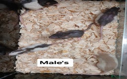 Rat rodents for sale: Baby Dumbo Rat's Males and Females - Image 10